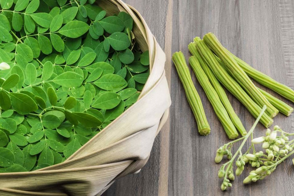 सहजन (Moringa) की खेती के फायदे – I