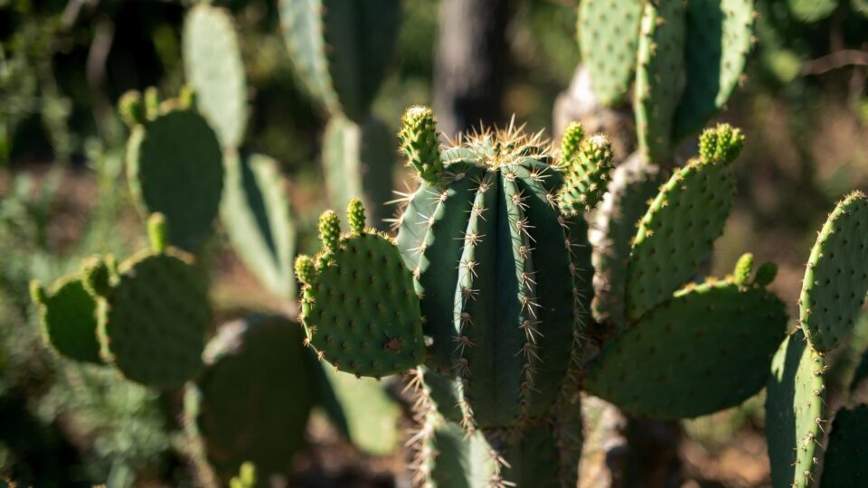 cactos