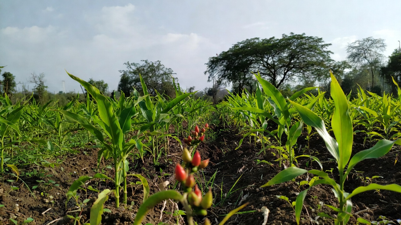 masala farming