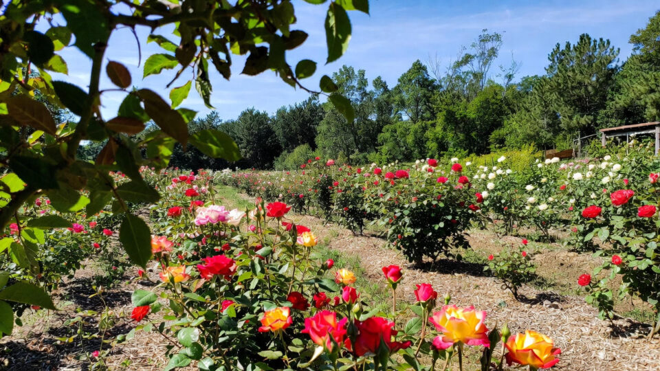 Roses grow faster in winter