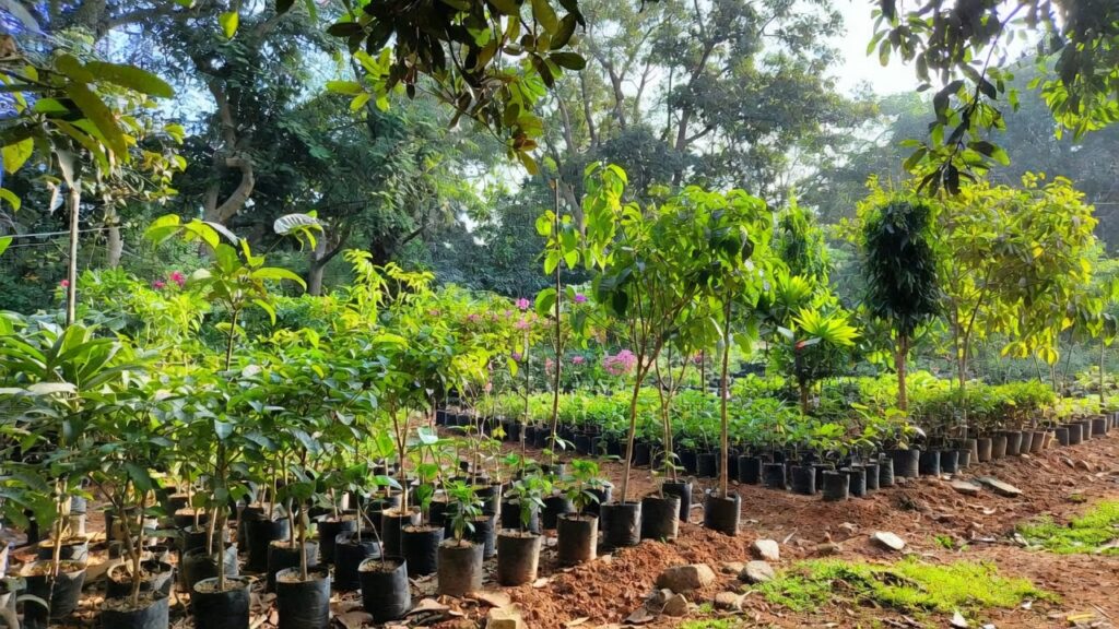 Private Nurseries in Bihar