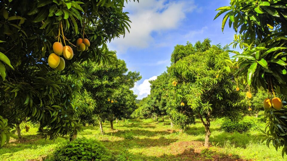 mango plantation
