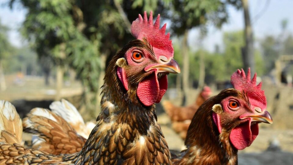 Bird flu in Bihar