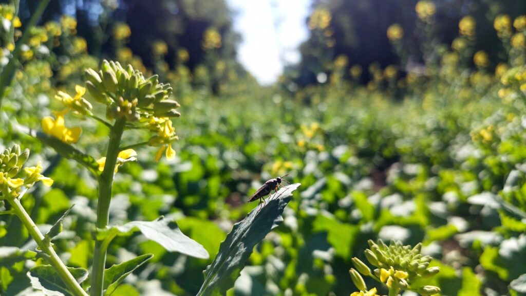 mustard crop