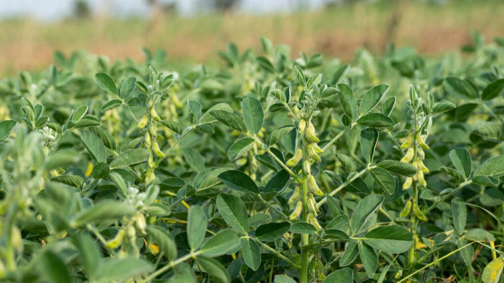 Tur-Soybean in Vidarbha crop