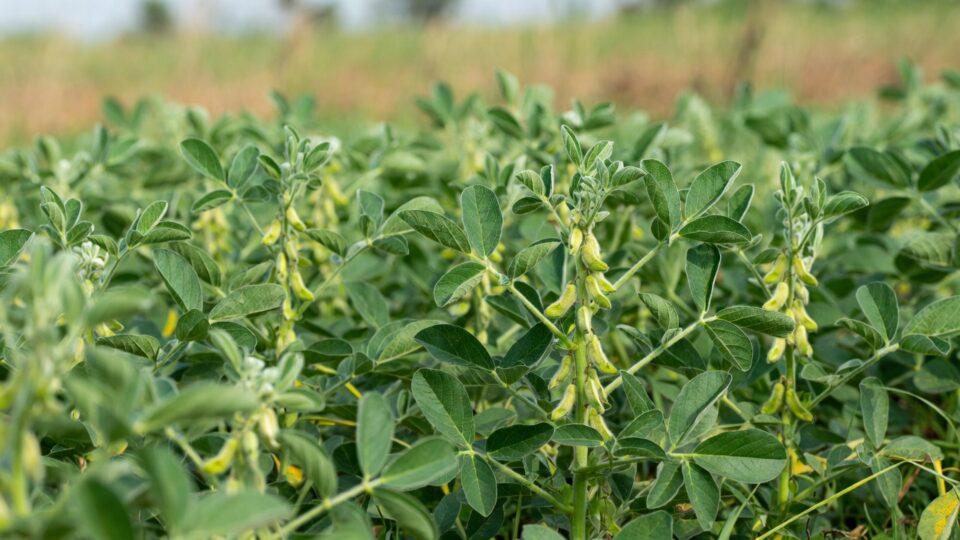Tur-Soybean in Vidarbha crop