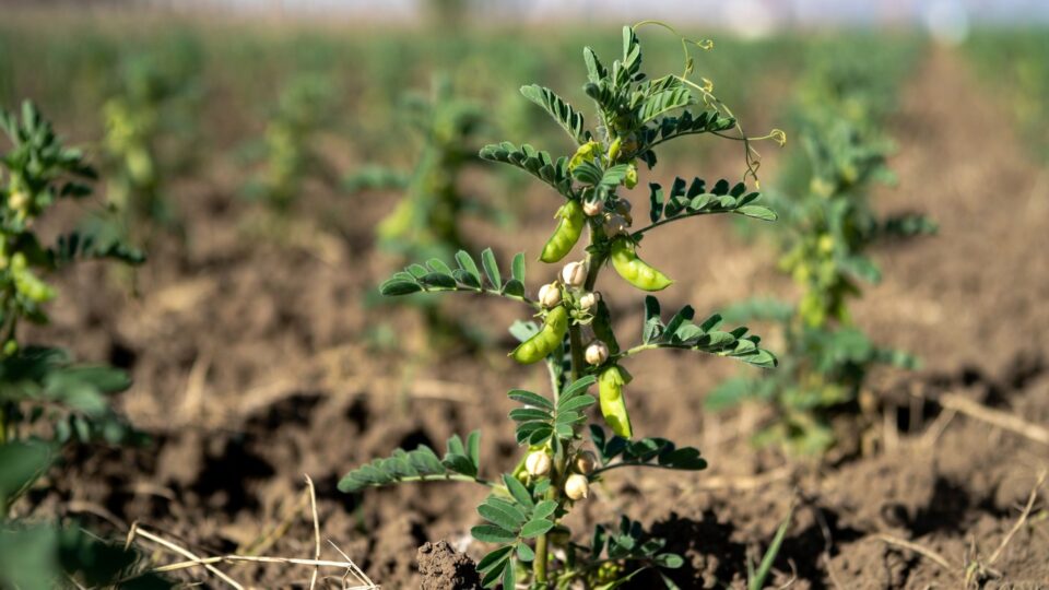 Gujarat in chickpea production chane ka khet