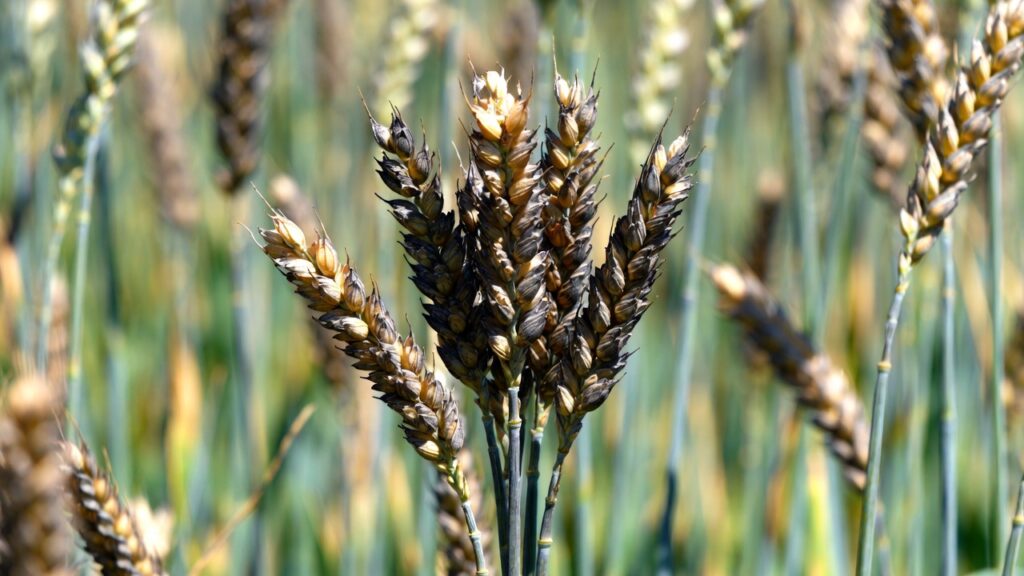 Blackening of wheat