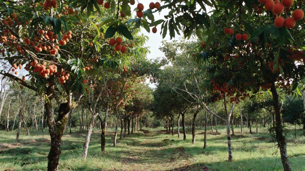 Litchi in Bihar farm