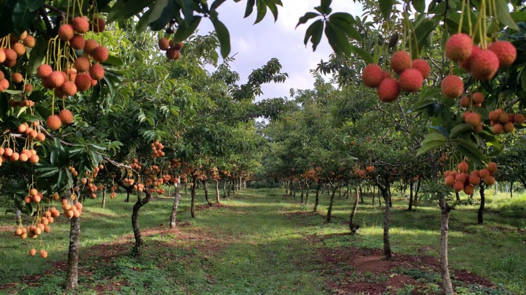 Bihar lichi farm