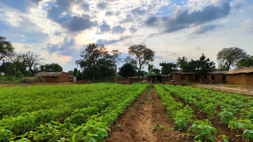 NABARD turmeric farm