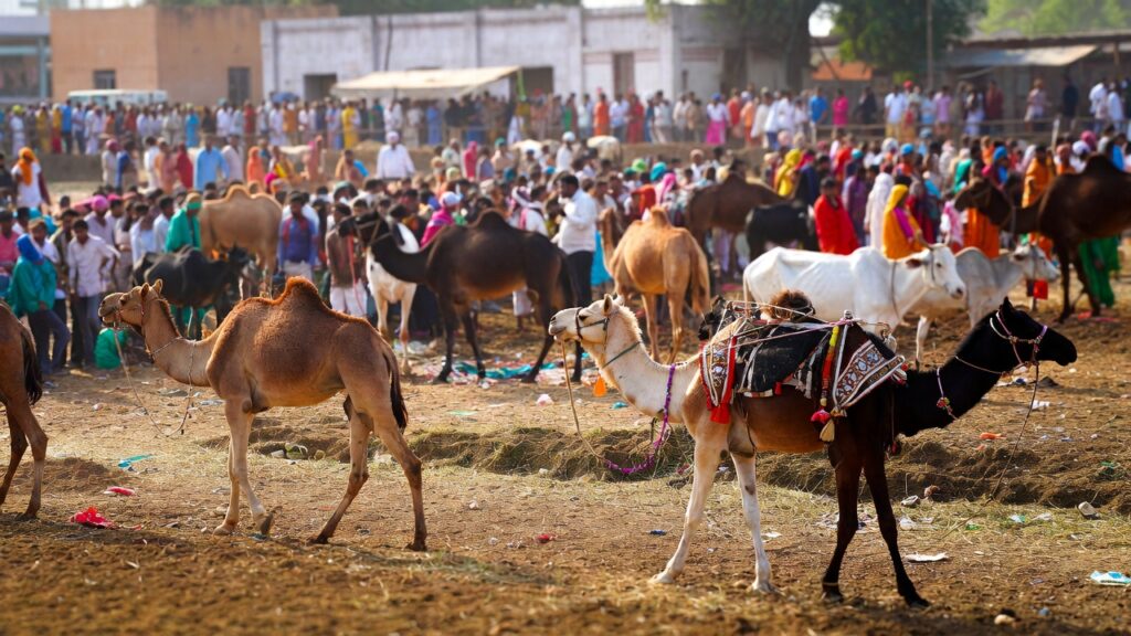 Animal Husbandry in Rajasthan Animal Fair