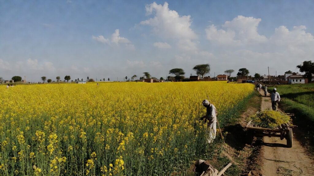 Mustard production in India
