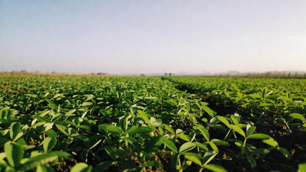 Black gram cultivation in March