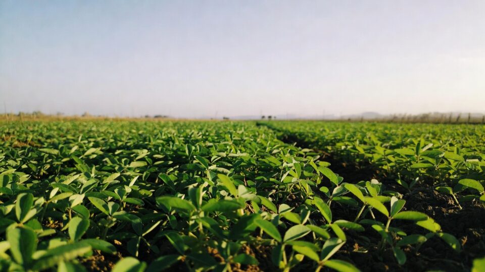 Black gram cultivation in March