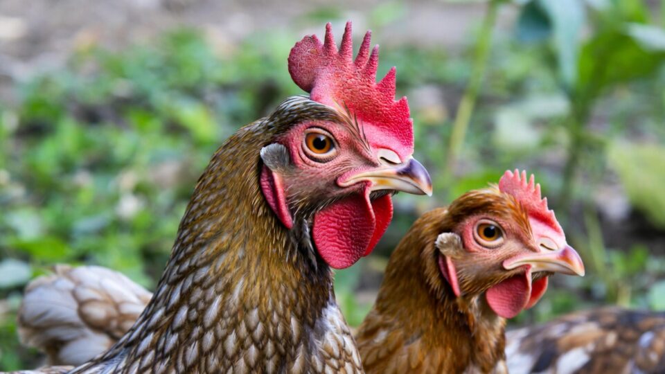 Bird Flu