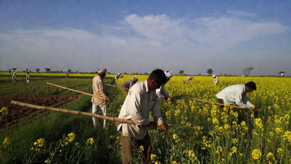 Mustard in Rajasthan