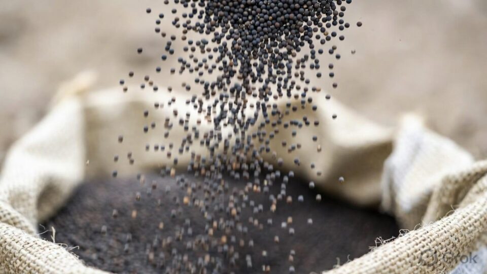 Delay in mustard procurement