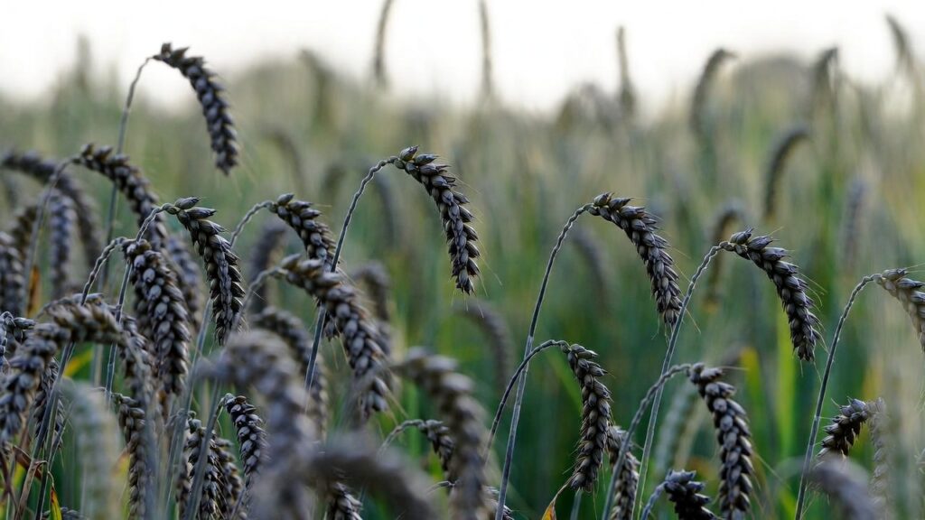 hulled barley