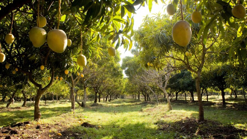mango crop protection