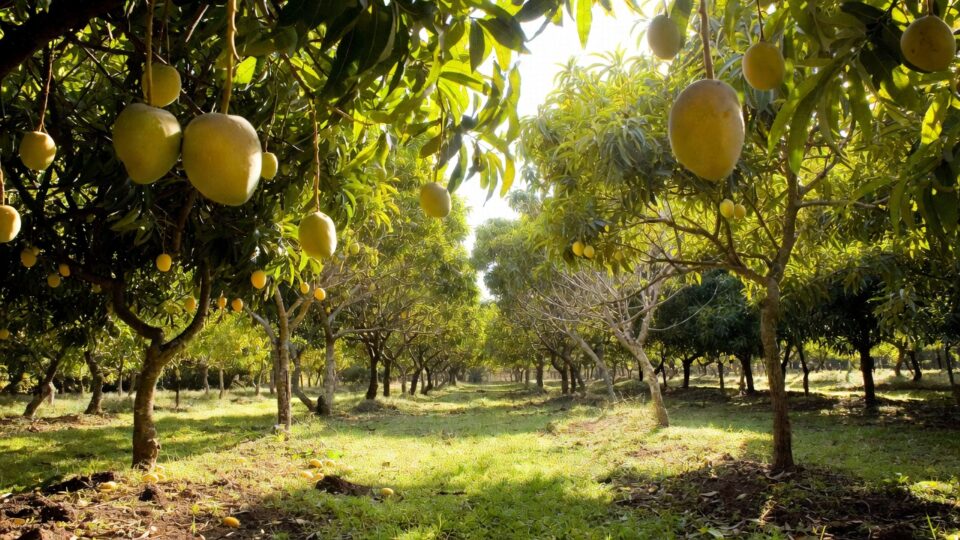 mango crop protection