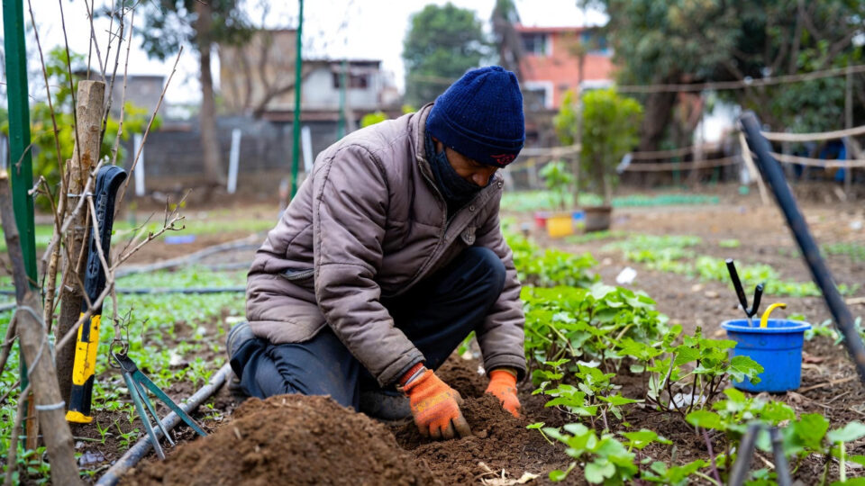 Clean Plant Center Lucknow