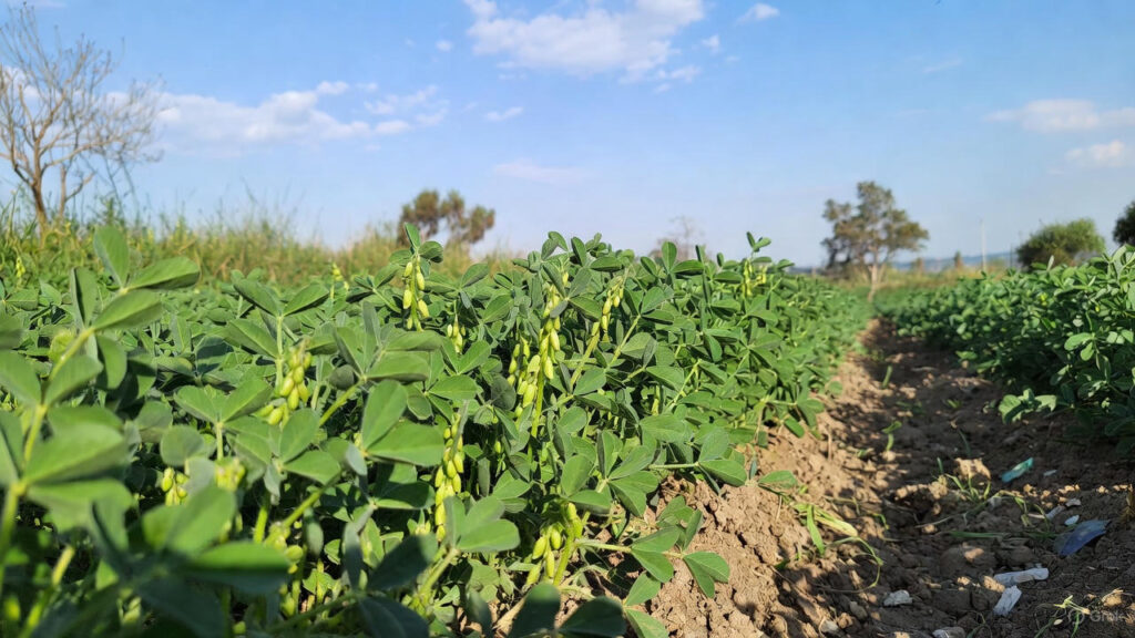 natural farming Haryana