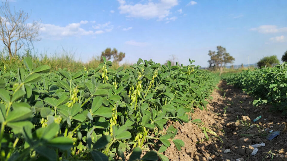natural farming Haryana