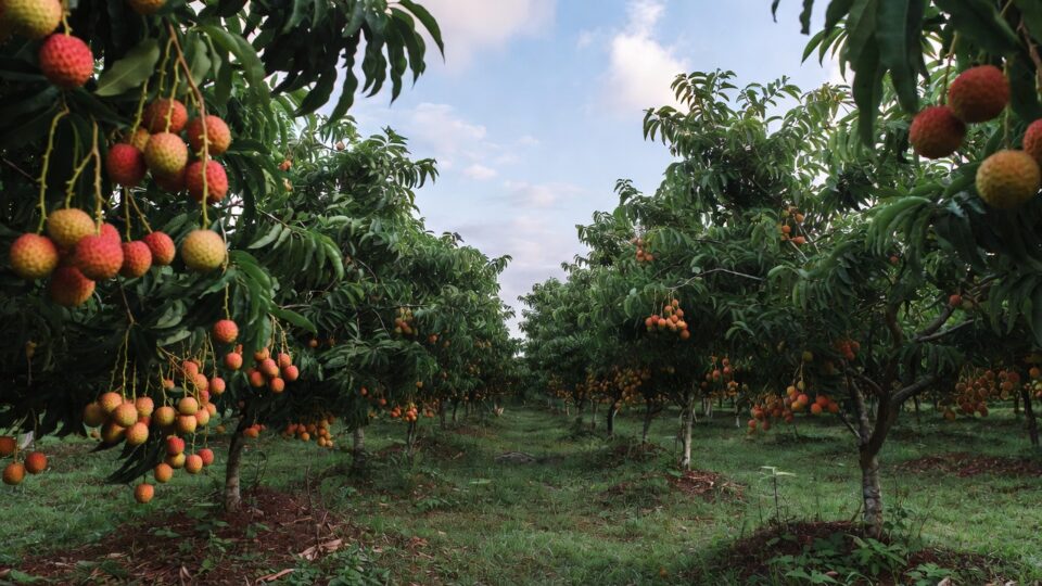 bihar litchi production