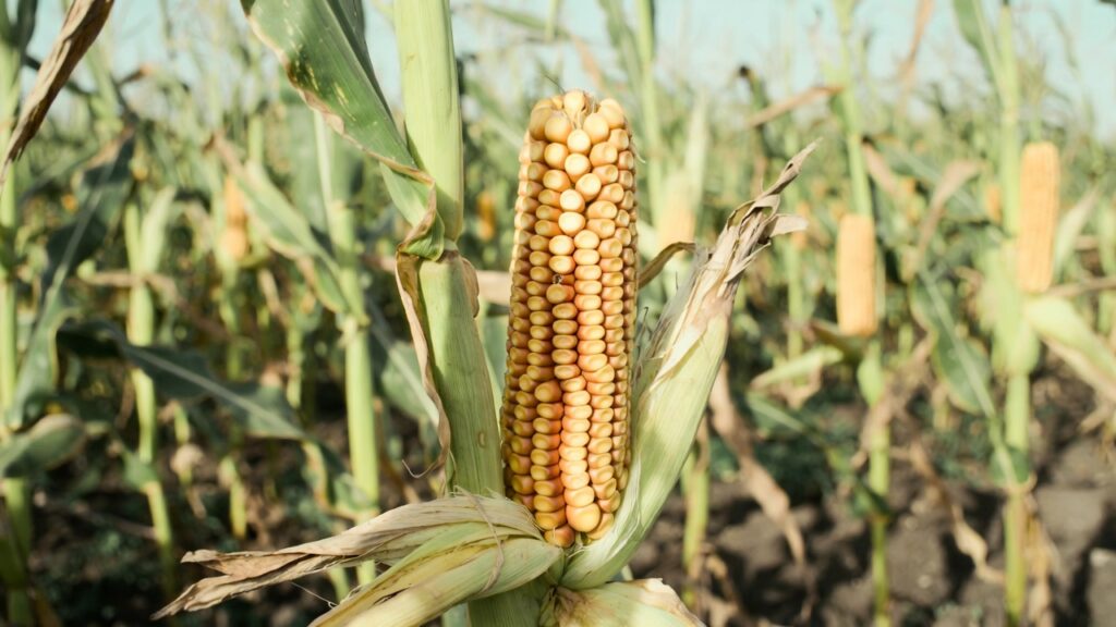 minimum Support Price of maize