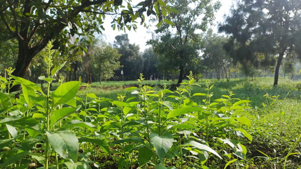 Horticulture farmers in Bihar get subsidy