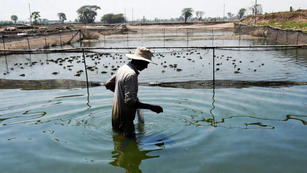 Fish farming in the rainy season