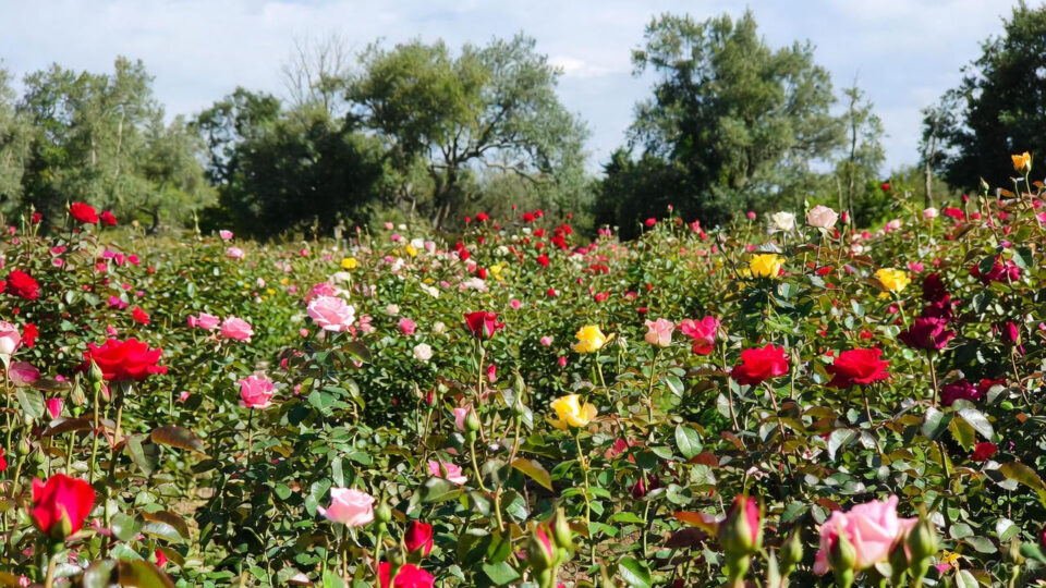 Rose, the king of flowers