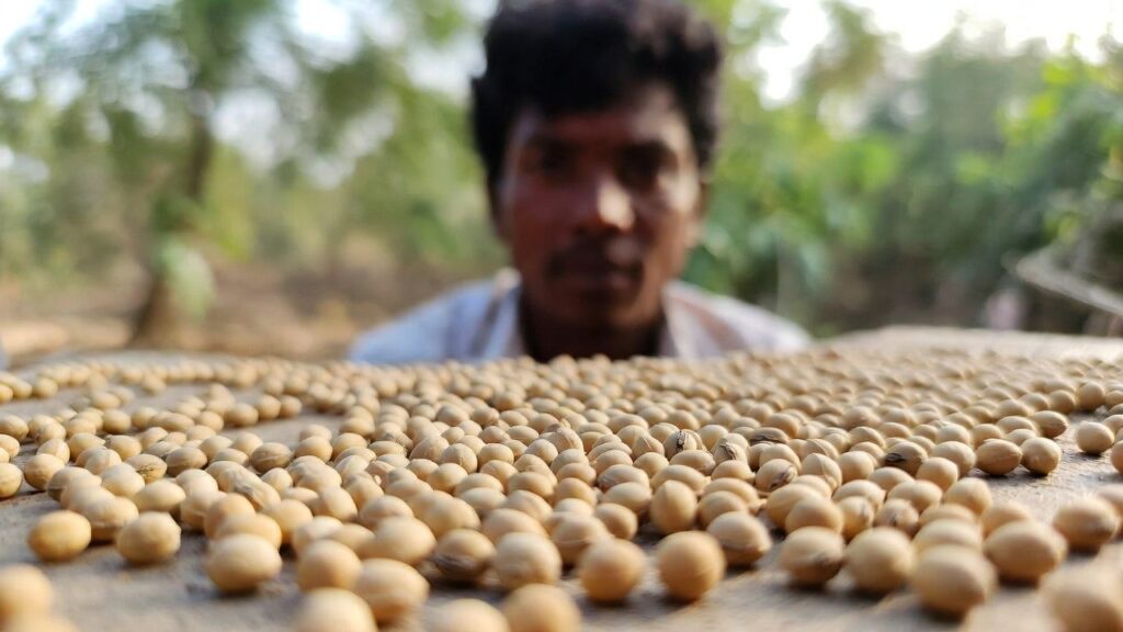 Soybean prices firm up in August
