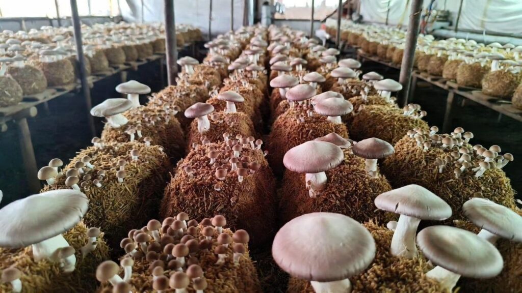 Button mushroom cultivation