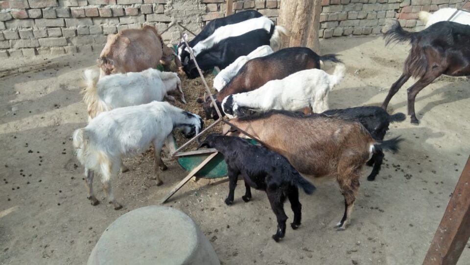 Safe road transport of goats