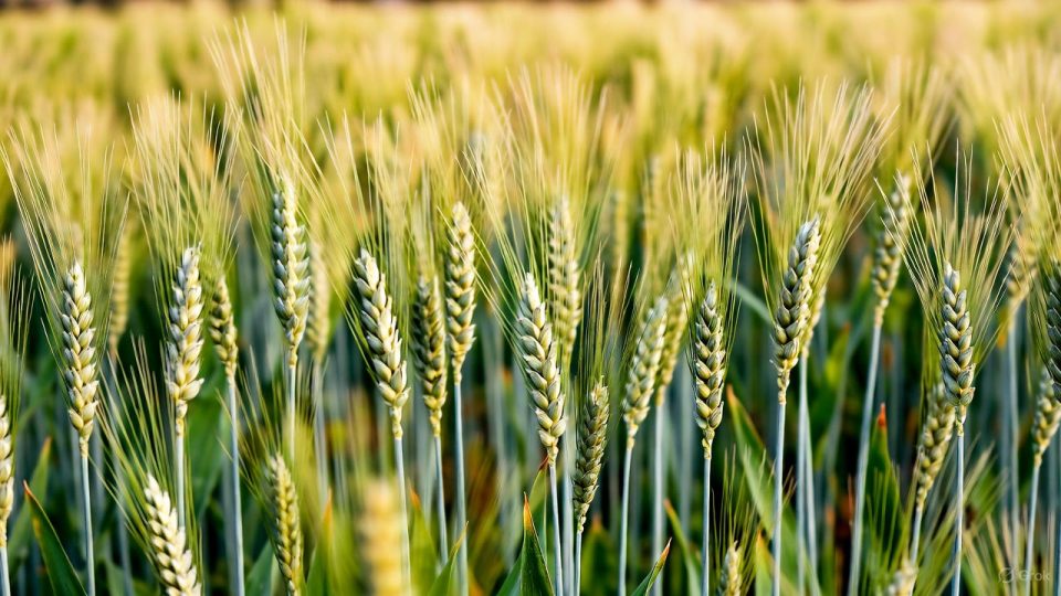November 15 is crucial for wheat sowing in Himachal, subsidy on agricultural equipment