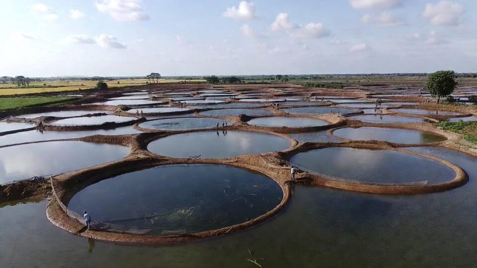 Fish farming in Bihar earns lakhs